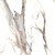 Calacatta_gold_48''x48'' (2).jpg